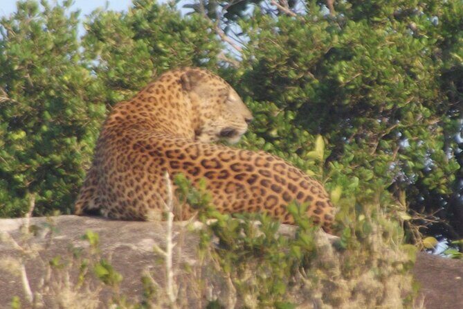 Full Day Safari ( The Best for Leopards ) in Yala - Breakfast, Vegetarian Lunch, and the Easiest Way to Not Waste Time