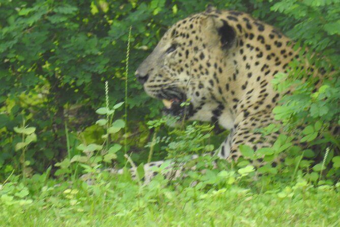 Full Day Safari ( The Best for Leopards ) in Yala - Jeep Comfort, Binoculars, and What Small-Group Really Means