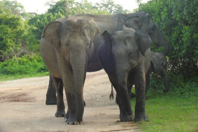 Full Day Safari ( The Best for Leopards ) in Yala - Price in Real Terms: What You Pay vs. What You Still Need to Budget