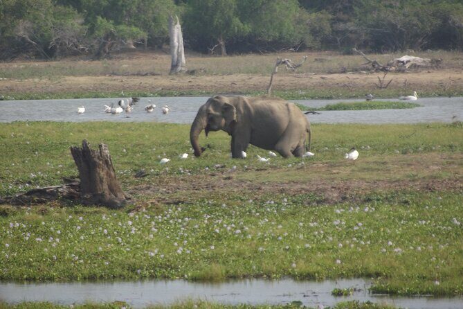 Full Day Safari ( The Best for Leopards ) in Yala - Guide Names You Might Hear (And Why People Keep Praising Them)