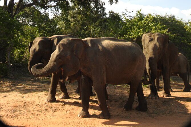 Full Day Safari Tour in Yala National Park - Key things I’d count on