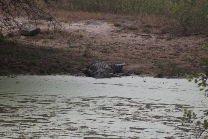 Full Day Safari Tour in Yala National Park - Spotting wildlife the right way: safety, patience, and not rushing animals