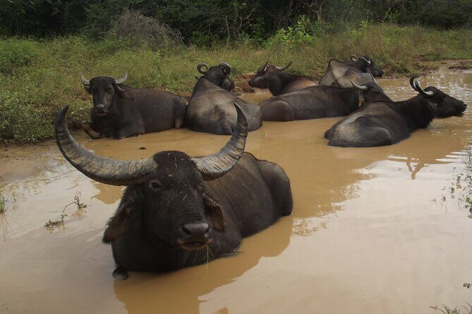 Full Day Safari Tour in Yala National Park - Food and comfort: breakfast, lunch, fruit, water (and what you should bring)