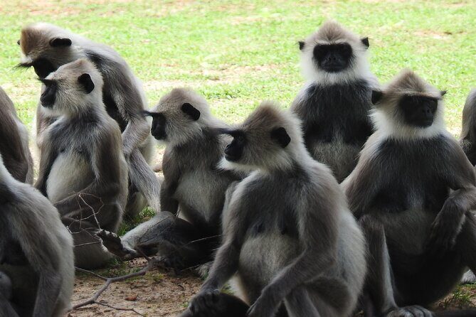 Full Day Safari Tour in Yala National Park - Price and value: does $103.33 make sense for Yala?