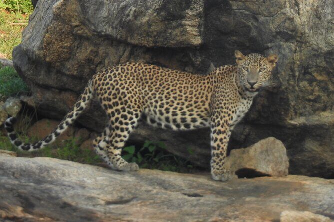 Full Day Safari Tour in Yala National Park - Who should book this safari (and who might not love it)
