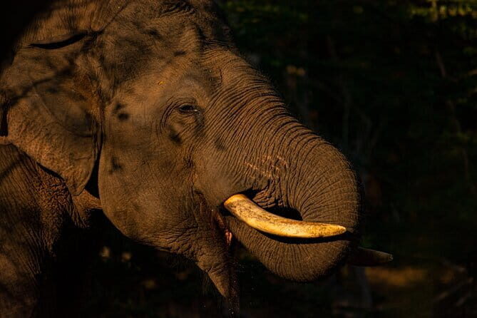 Full Day Safari Tour Yala - Why Yala’s wildlife makes this a full-day choice