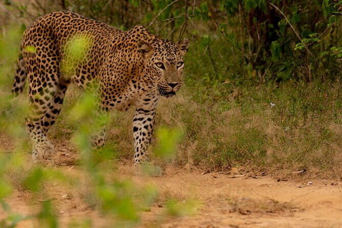 Full Day Safari Tour Yala - Price and value: how $96 fits once you add entrance tickets