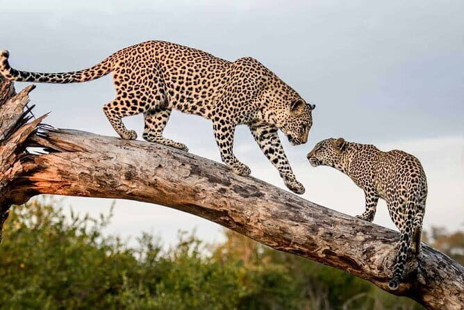Full Day Safari Tour Yala - Who this safari is best for (and who should rethink it)