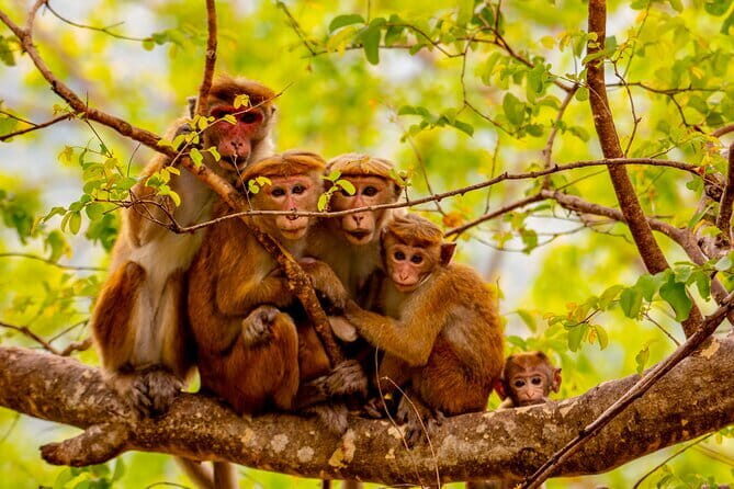 Full Day Safari Tour Yala - Your day inside Yala National Park: what the schedule really feels like