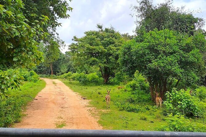 Fully Private Udawalawe National Park Safari Tour - A Private Udawalawe Safari Day From Galle