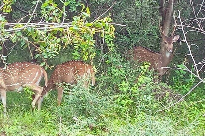 Fully Private Udawalawe National Park Safari Tour - Pickup Stops Along the South Coast (and Why It’s Still Worth It)