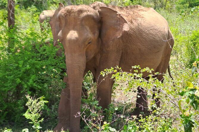 Fully Private Udawalawe National Park Safari Tour - The Galle Dutch Fort Start Point You’ll Actually Want to Find