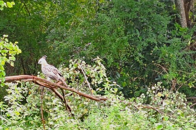 Fully Private Udawalawe National Park Safari Tour - Price and Logistics: $95 Tour Cost vs Real Entry/Jeep Fees