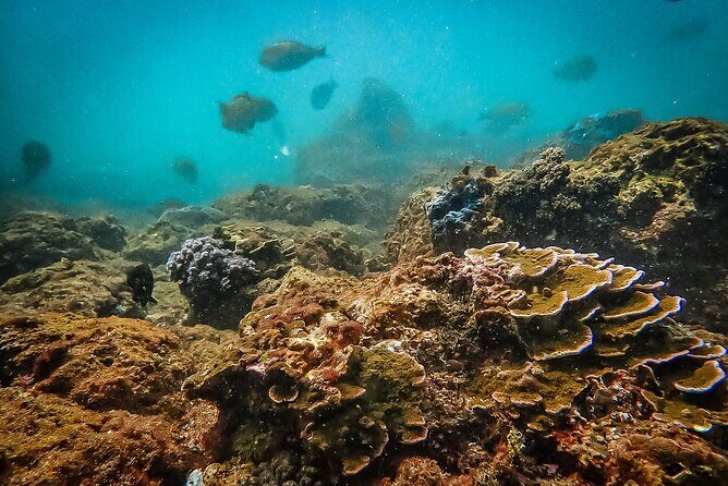 Fun Dives For Certified Divers - Your underwater menu: 16 site choices, plus reefs, rocks, and wrecks
