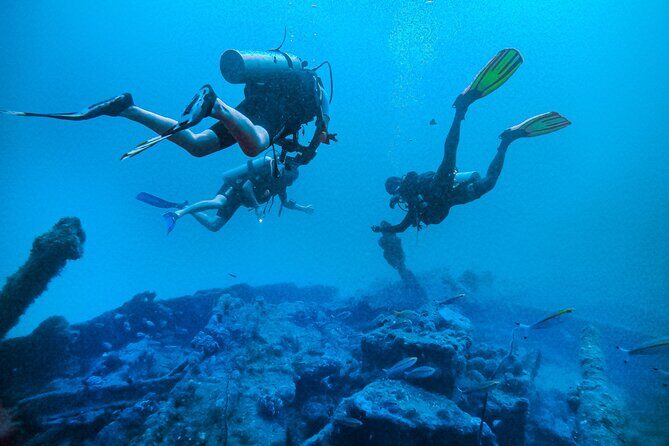 Fun Dives For Certified Divers - What you’ll see: real wildlife stories to set your expectations