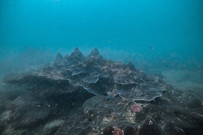 Fun Dives For Certified Divers - Diving Guru Unawatuna: what the start point is like and how to prep