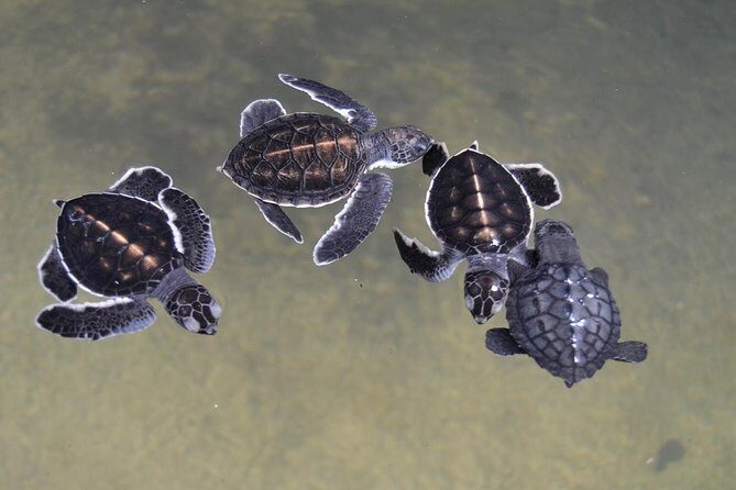 Galle Day Tour: Boat Safari, Dutch Fort, Stick Fishing & Turtles - Stilt fishermen at Koggala: the iconic scene in real time