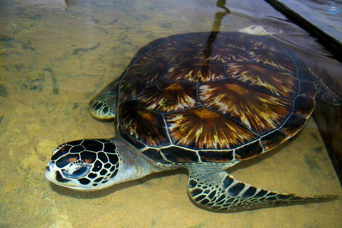 Galle Day Tour: Boat Safari, Dutch Fort, Stick Fishing & Turtles - Bentota River boat safari: wildlife time without the hassle