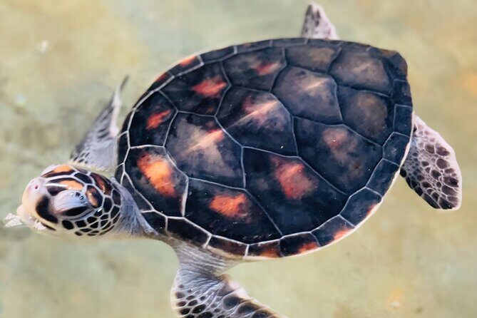 Galle Day Tour with Turtle Hatchery & River Boat Safari - Key highlights at a glance
