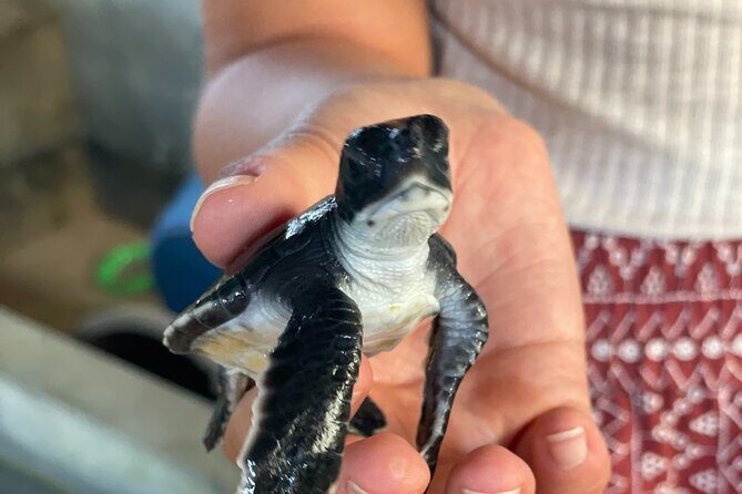 Galle Day Tour with Turtle Hatchery & River Boat Safari - Koggala River boat safari: learn flora and fauna from the water