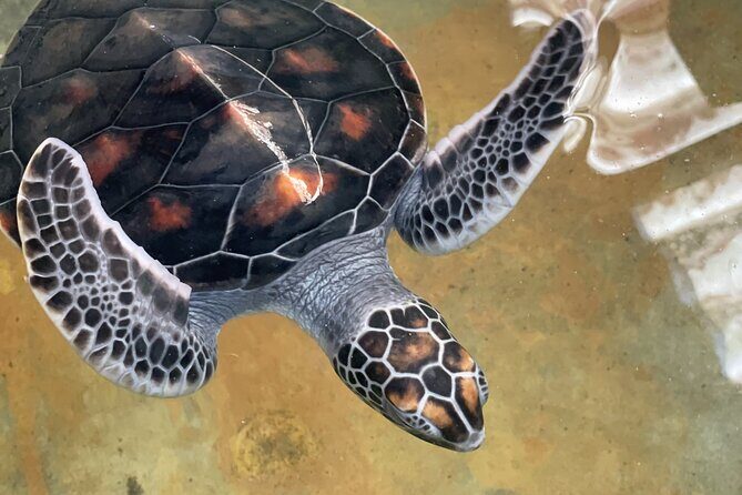 Galle Day Tour with Turtle Hatchery & River Boat Safari - Turtle Beach paddle time: the most memorable water moment