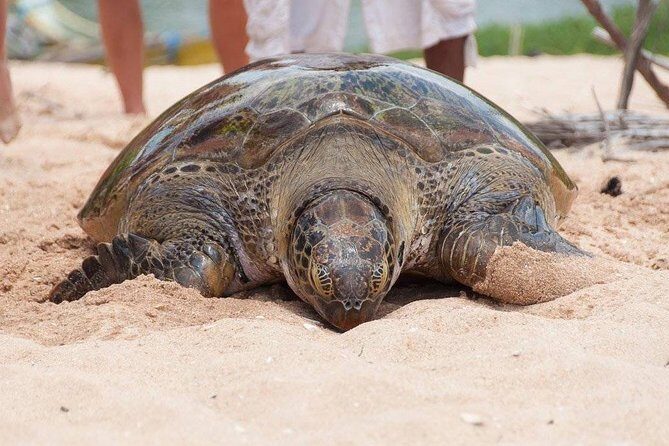 Galle Day Trip From Colombo - Turtle Hatchery in Hikkaduwa: A Short Stop That Still Feels Personal
