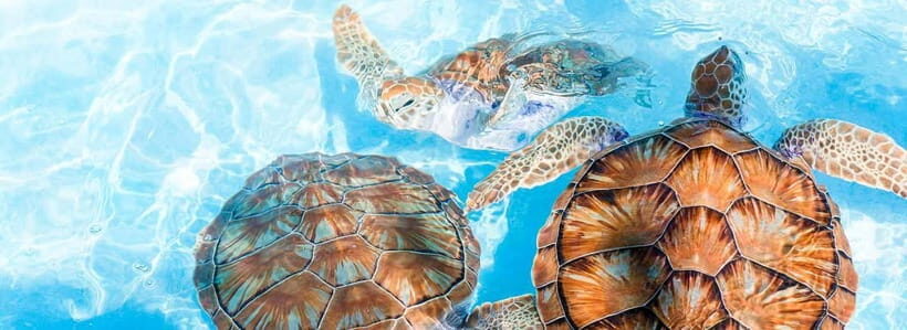 Galle Day Trip - River Safari, Sea Turtle & Stilt Fishermen - Gem, Mask, and Tsunami Photo Museums: Good Stops or Optional Time?