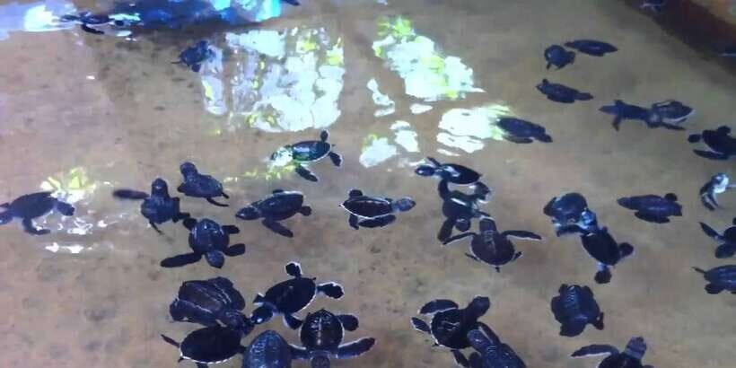 Galle Day Trip with River Safari, Sea Turtles & Tea Factory - The Mini Gem Museum & Showroom: worth it, or a detour?