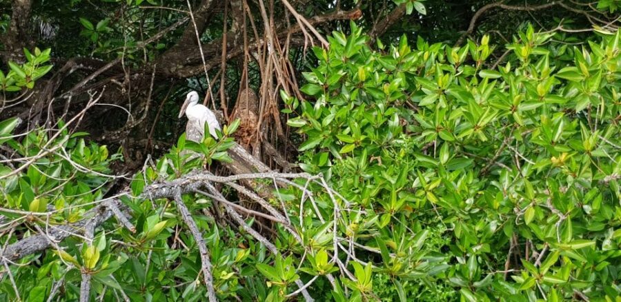 Galle Day Trip with River Safari, Sea Turtles & Tea Factory - Transportation, timing, and what the $95 really buys