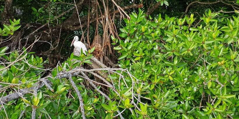 Galle Day Trip with River Safari, Sea Turtles & Tea Factory - Bentota River Safari through mangroves: the morning highlight
