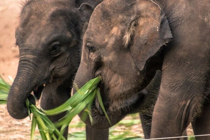Galle/Mirissa/Tangalle: Transfer to Ella & Yala/Udawalawa Safari - Price and logistics: what your $90 really covers (and what doesn’t)