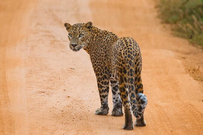 Galle/Mirissa/Tangalle: Transfer to Ella & Yala/Udawalawa Safari - Yala National Park: best shots for big animals and dramatic sightings