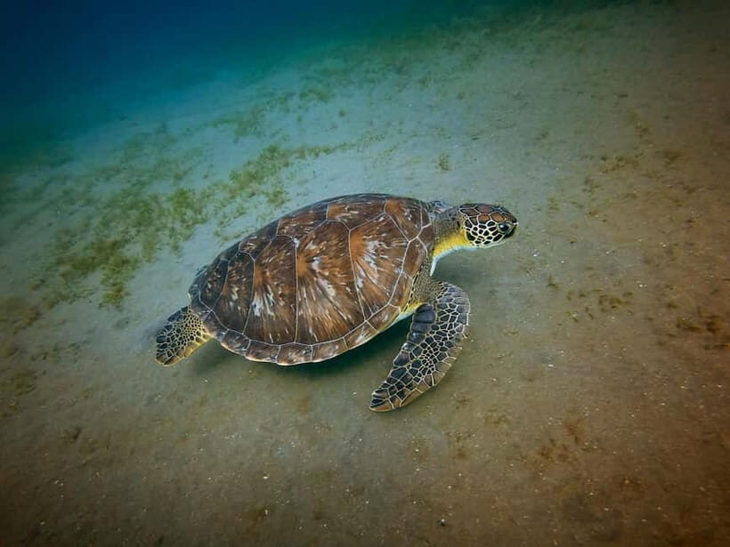 Galle Private Day Tours with Sea Turtles visit & Boat Safari - Madu Ganga Boat Safari: Mangroves, Birds, and Wildlife-Watching Time
