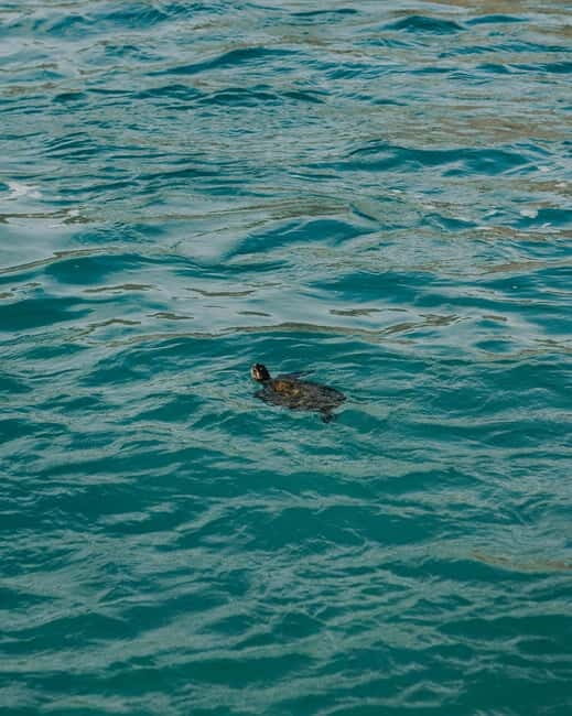 Galle Private Day Tours with Sea Turtles visit & Boat Safari - Ahungalla and Hikkaduwa: Two Quick Coastal Breaks