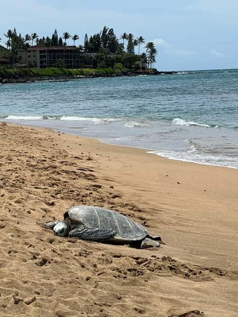 Galle Private Day Tours with Sea Turtles visit & Boat Safari - Turtle Beach Visit: Calm Photos and Realistic Wildlife Chances