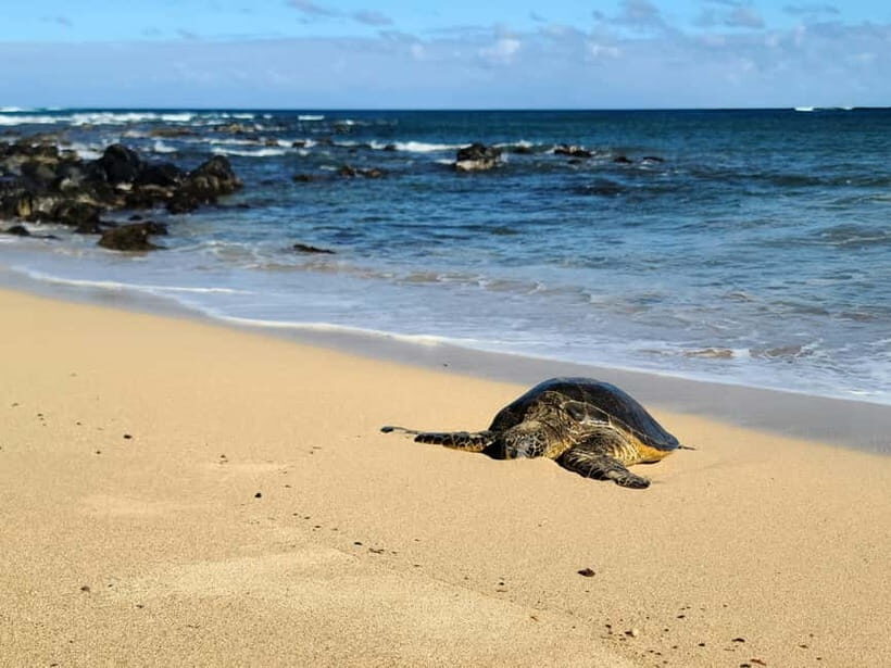 Galle Private Day Tours with Sea Turtles visit & Boat Safari - Cost and Value: What $45 Covers, What’s Extra, and How to Calculate Your Total