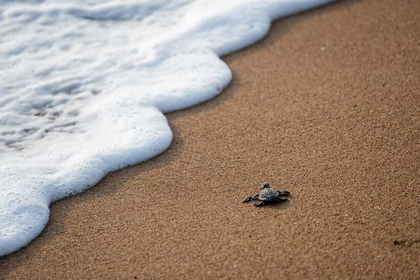 Galle Private Day Tours with Sea Turtles visit & Boat Safari - Guides Make the Day: Hasantha, Sakun, Nuwan, and Rusiru Style