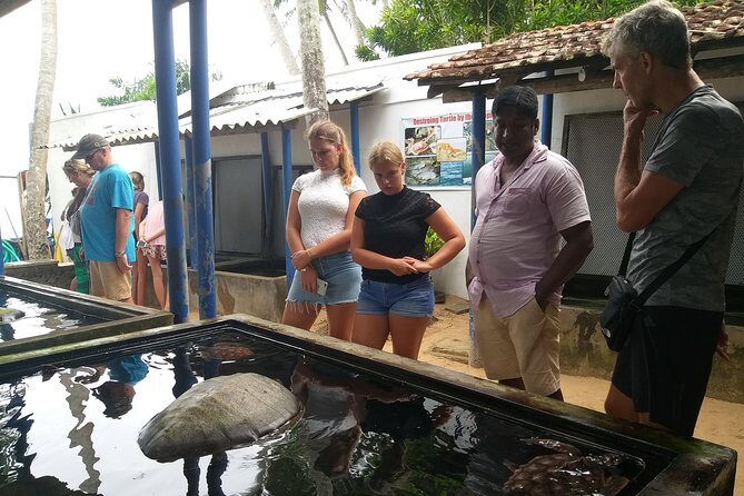 Galle sightseeing tour - Habaraduwa Sea Turtle Farm & Hatchery: close-up learning with a humane mission