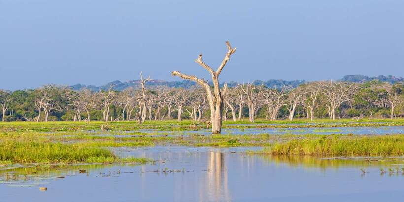 Galle/Unawatuna/Weligama/Mirissa: Yala National Park Safari - Price and Value: $83 Is Just the Start of the Real Cost