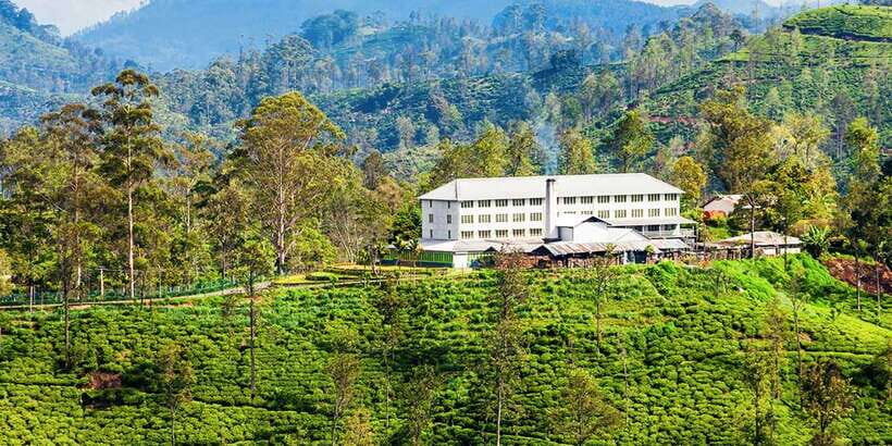 Galle/Weligama/Mirissa/Hiriketiya/Tangalle: Day Trip to Ella - Flying Ravana Mega Zipline: adrenaline over tea estates