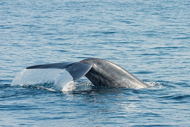Great Whales Education Programe Dolphins and Whales are in SL - Why this one-hour programme can feel smarter than chasing sightings