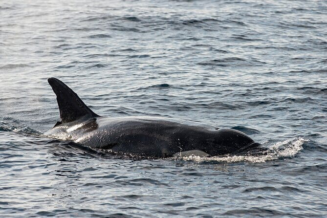 Great Whales Education Programe Dolphins and Whales are in SL - Meet Ms. A.H. Deepika Kumari and get the local perspective