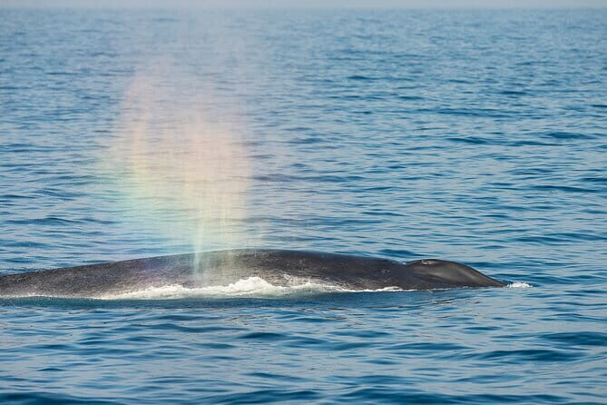 Great Whales Education Programe Dolphins and Whales are in SL - Your hour in Matara: what you’ll actually talk about