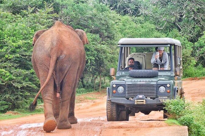Guided Leopard Safari in Yala National Park in a Land Rover Defender - Key Things You’ll Notice on This Yala Leopard Safari
