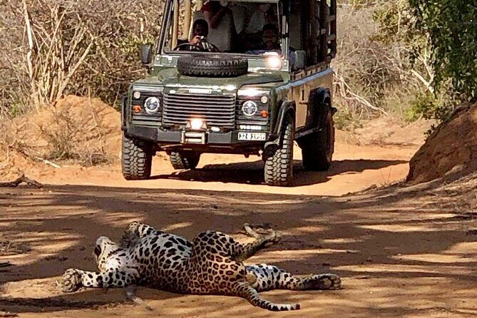 Guided Leopard Safari in Yala National Park in a Land Rover Defender - The Wildlife Mix: Leopards First, Then the Rest of Yala