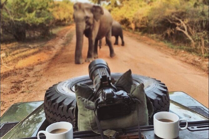 Guided Leopard Safari in Yala National Park in a Land Rover Defender - Timing: How Long to Plan and What That Means for Your Day