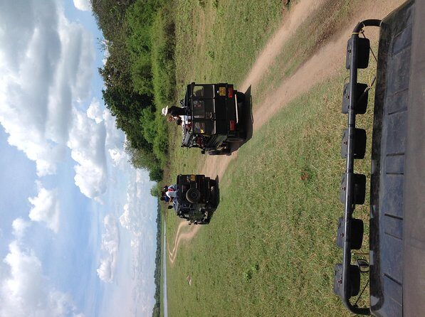Half Day - Minneriya National Park Safari Tour From Habarana/Sigiriya - Inside the park: what you can expect to actually see