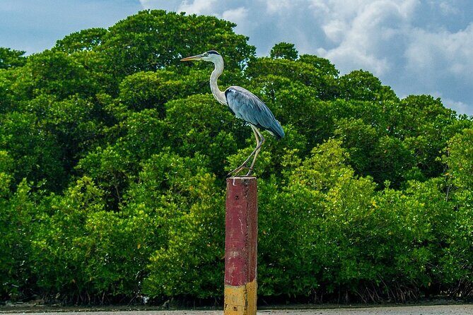 Half-Day Negombo City Tour with Ayurvedic Massage & Local Lunch - Dutch Canal, Dutch Fort, and the Refreshment Break That Matters