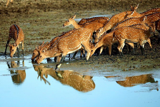 Half Day Safari at Yala National Park with Lunch - The 4WD Safari With a Driver-Tracker: How the Spotting Game Works