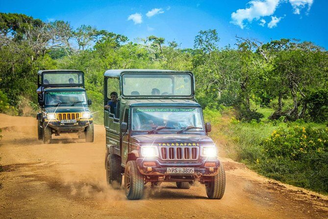 Half Day Safari at Yala National Park with Lunch - Value and Price From Galle: What $189 Actually Buys You